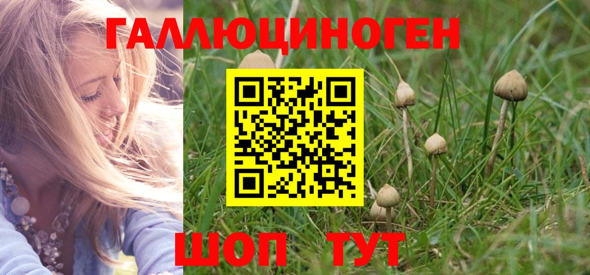Псилоцибиновые грибы Psilocybe  Псилоцибиновые грибы GOLDEN TEACHER  Кузнецк  Вход с VPN 
